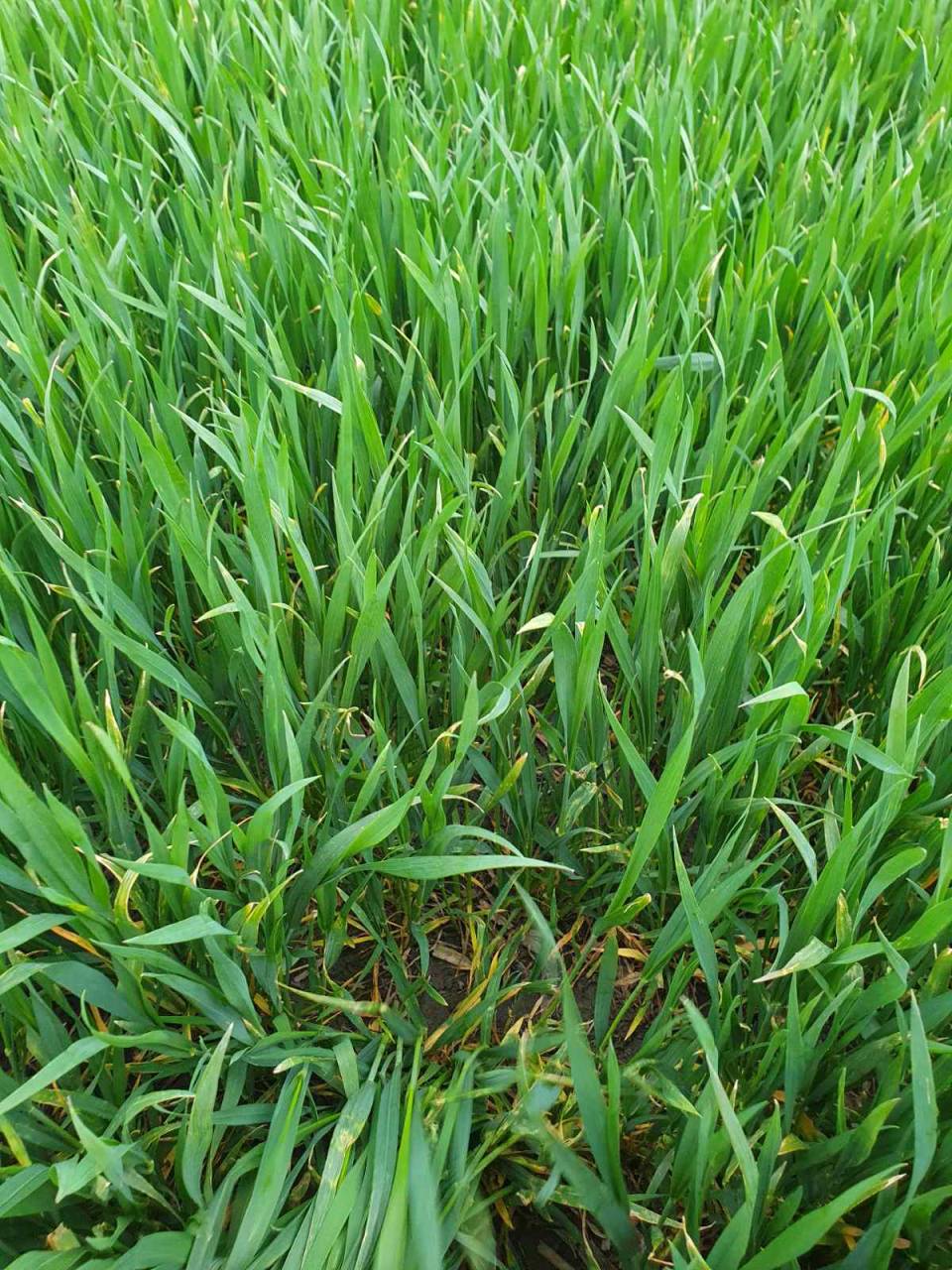 Költség vagy önköltség? Ne most engedjük el a kalászosok „kezét”