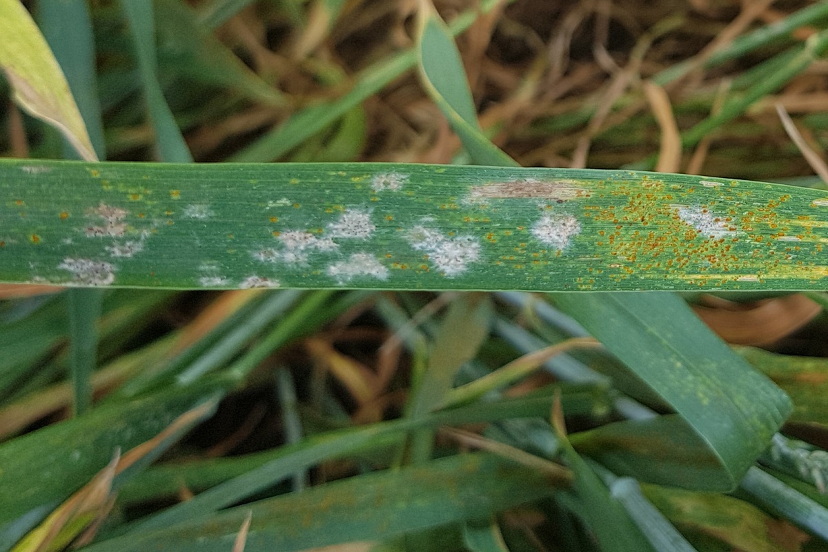 Gomba&ouml;lő szeres v&eacute;dekez&eacute;s kal&aacute;szosokban