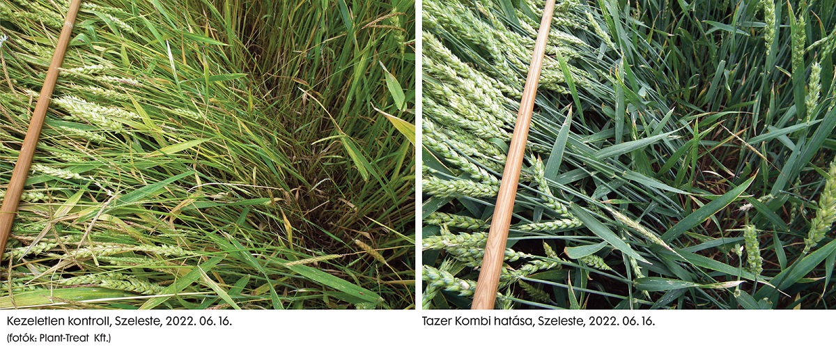 Gomba&ouml;lő szeres v&eacute;dekez&eacute;s kal&aacute;szosokban