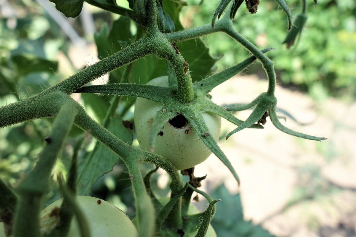 N&ouml;v&eacute;nyv&eacute;delem a kiskertben