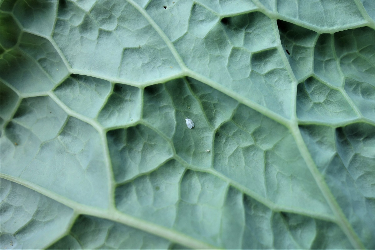 N&ouml;v&eacute;nyv&eacute;delem a kiskertben