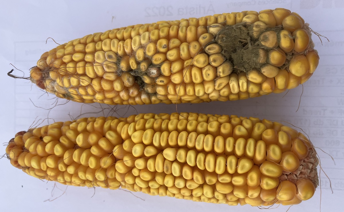 Ha a toxinmentes kukorica a c&eacute;l