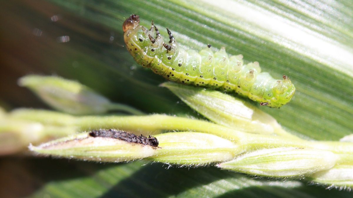 Ha a toxinmentes kukorica a c&eacute;l