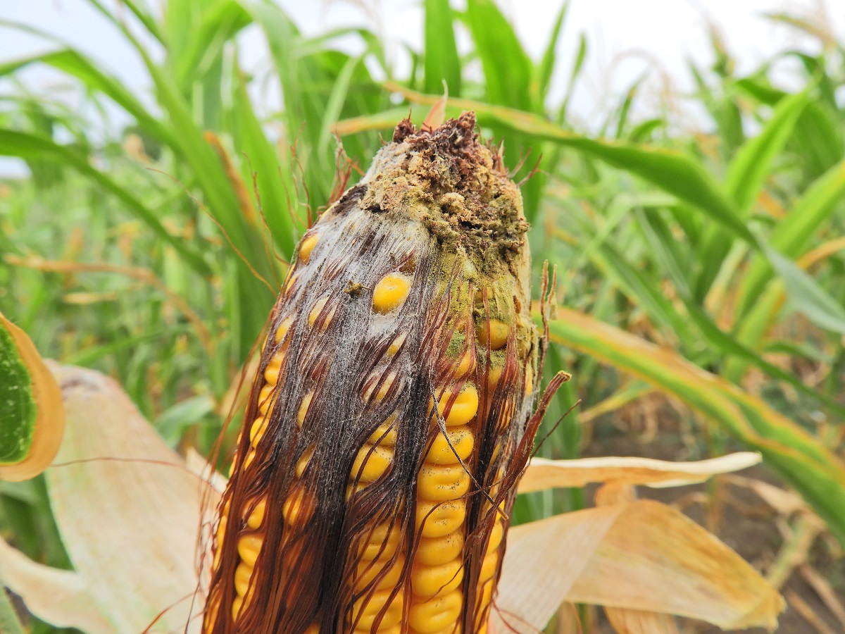 Csőfertőző megbetegedések kukoricában