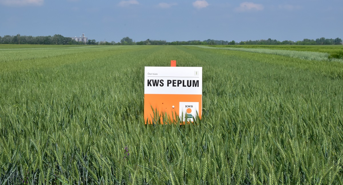 Modern genetika &eacute;s szakmai t&aacute;mogat&aacute;s a KWS-től