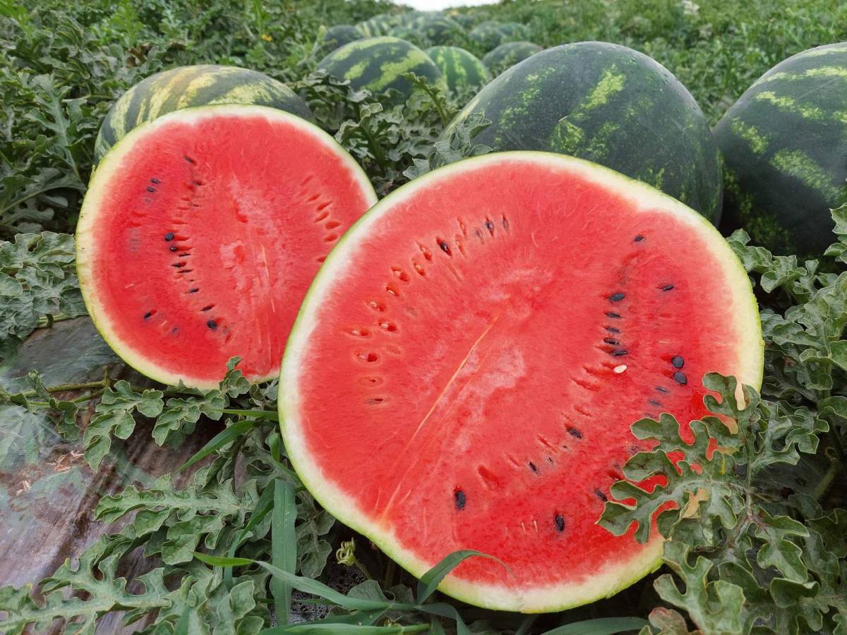 Kitűnő magyar dinny&eacute;re sz&aacute;m&iacute;tunk id&eacute;n