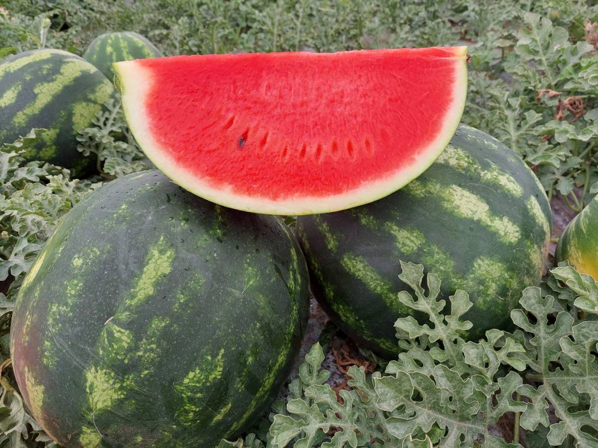 Kitűnő magyar dinny&eacute;re sz&aacute;m&iacute;tunk id&eacute;n