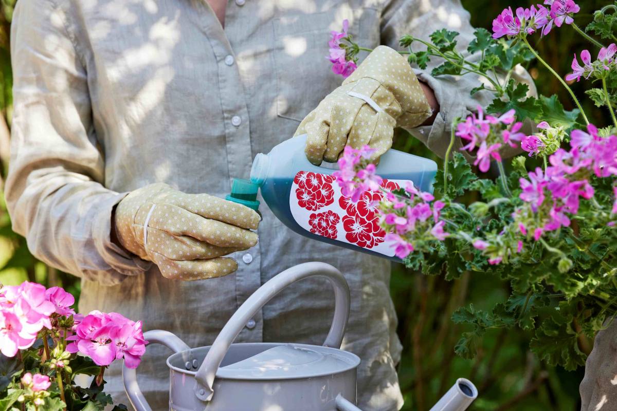 A lusta kertészek virága? Megúszós muskátligondozás