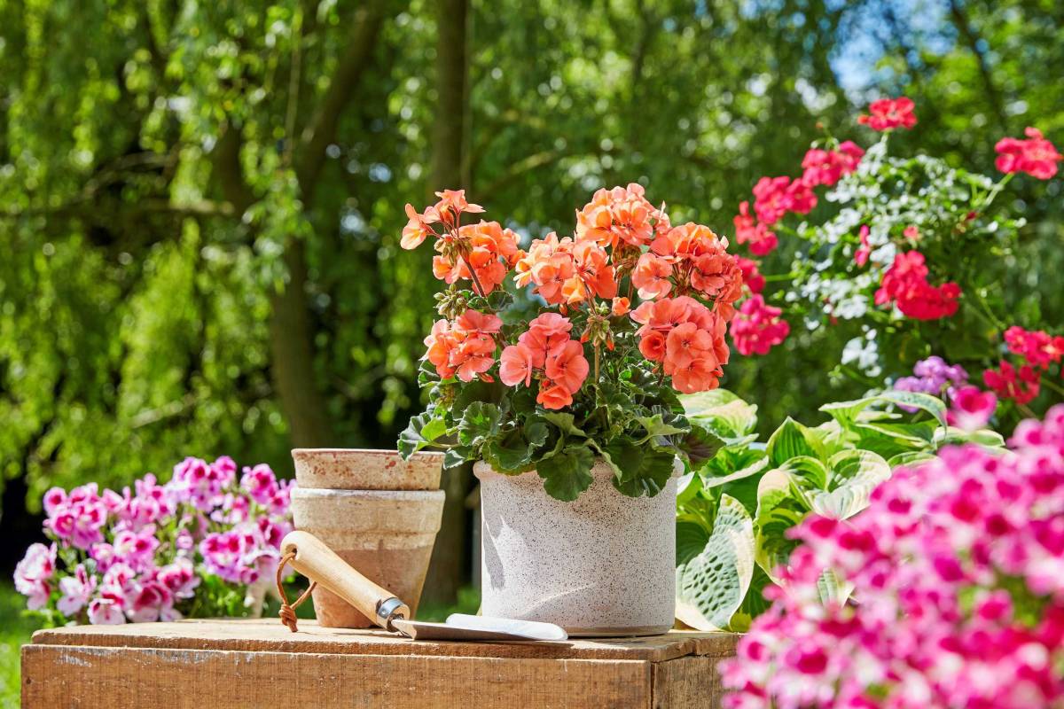 A lusta kertészek virága? Megúszós muskátligondozás