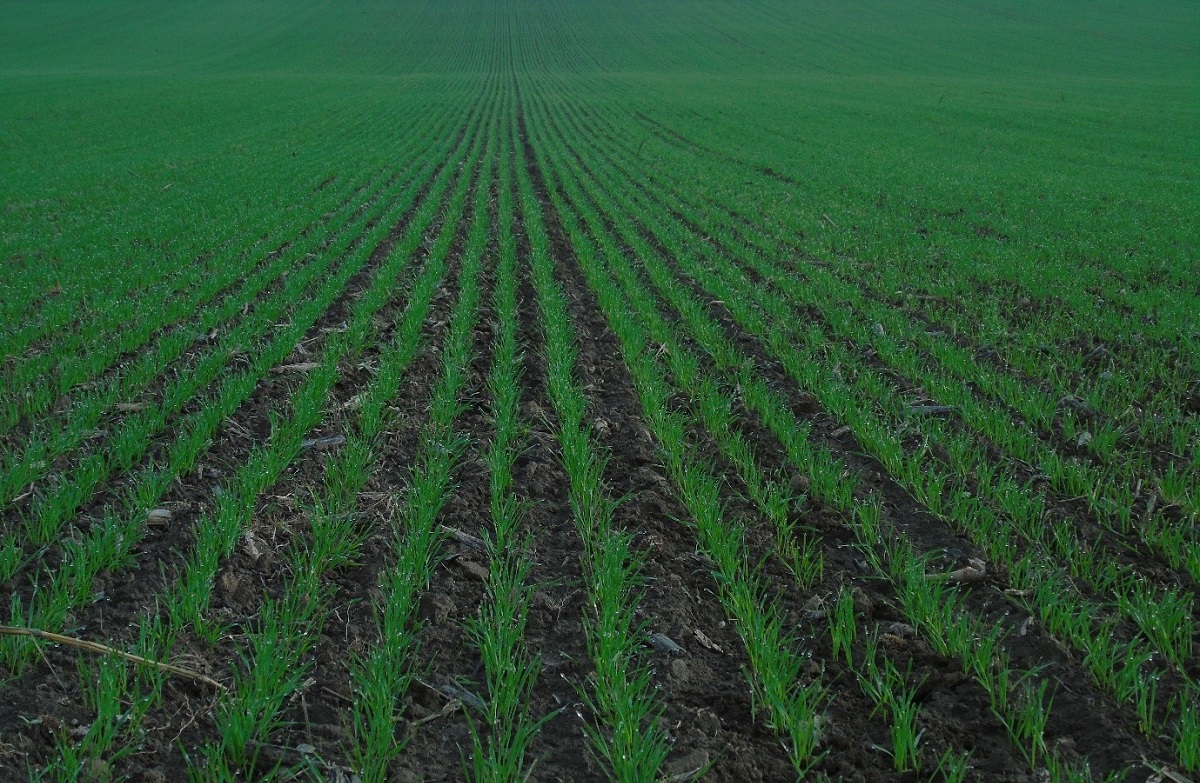 Őszi kal&aacute;szos gyomirt&aacute;s? A v&aacute;lasz- Reliance!