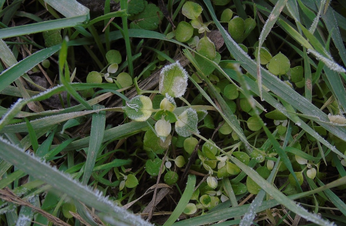 Őszi kal&aacute;szos gyomirt&aacute;s? A v&aacute;lasz- Reliance!