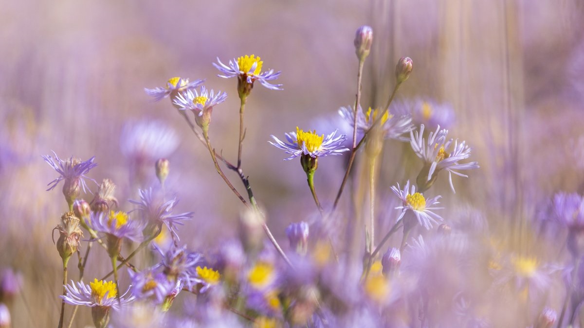 A ny&aacute;r v&eacute;gi puszt&aacute;t lil&aacute;ra festi a magyar s&oacute;vir&aacute;g 