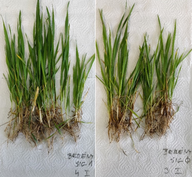 Sp&oacute;roljunk j&oacute;l, cs&aacute;v&aacute;zzunk okosan!