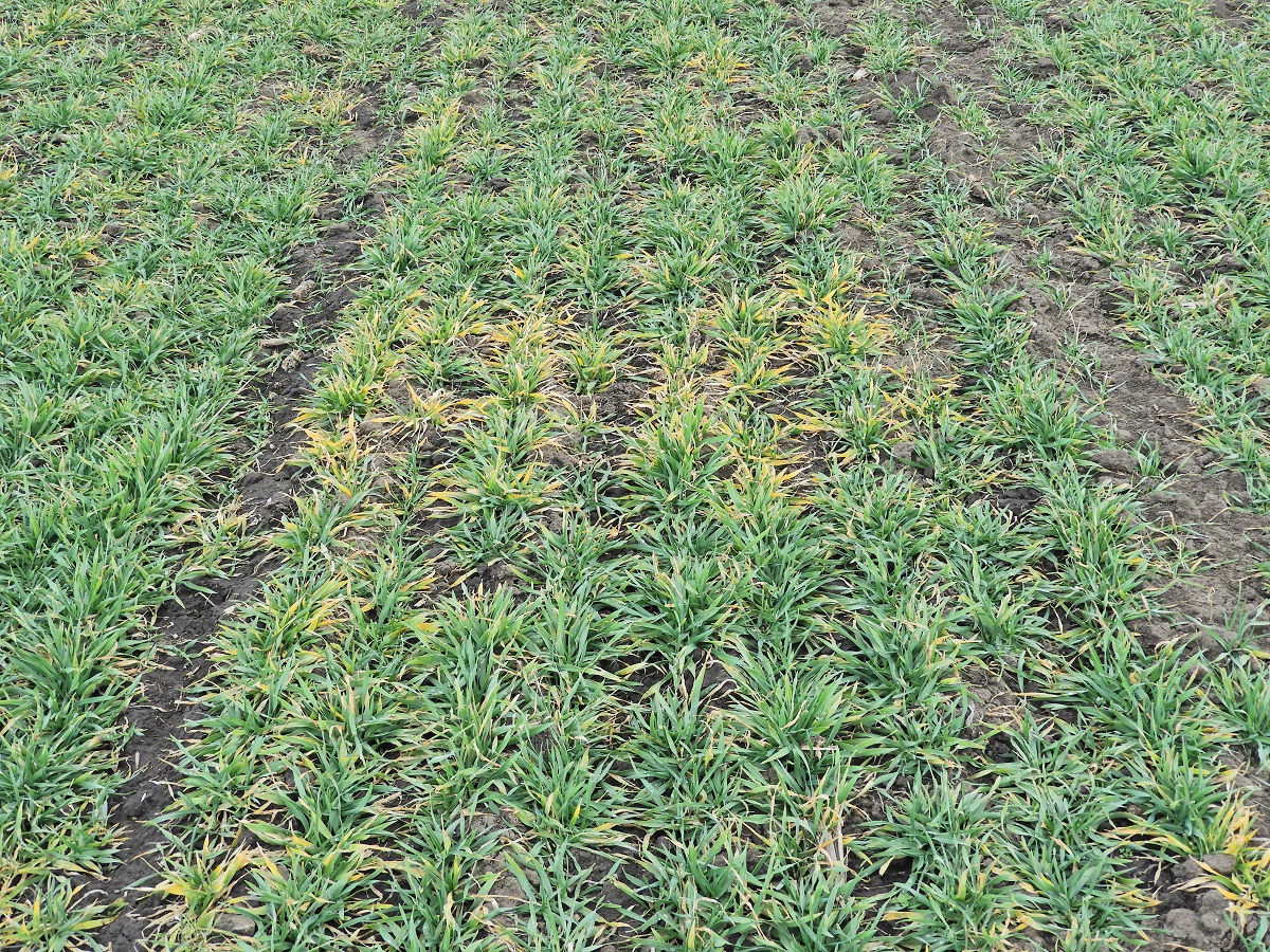 Hozamapaszt&oacute; gabonav&iacute;rusok