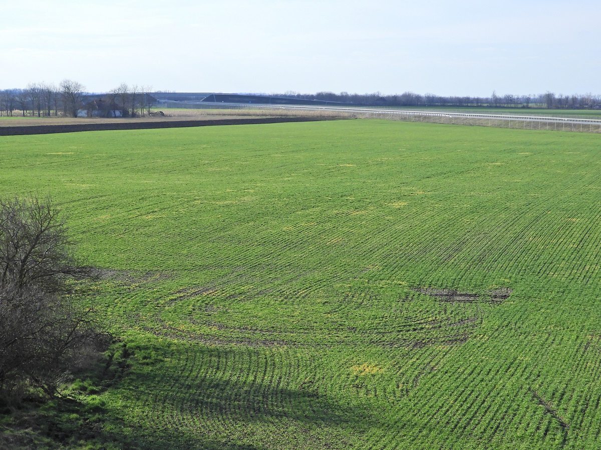 Hozamapaszt&oacute; gabonav&iacute;rusok