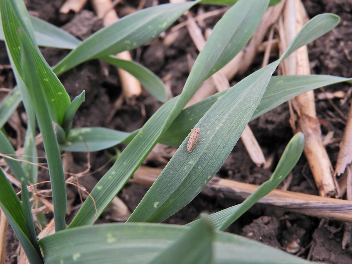 Hozamapaszt&oacute; gabonav&iacute;rusok