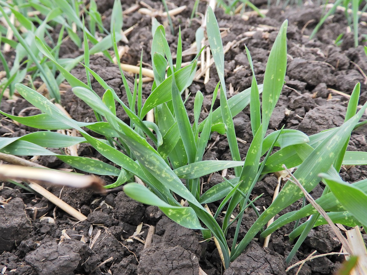 Hozamapaszt&oacute; gabonav&iacute;rusok