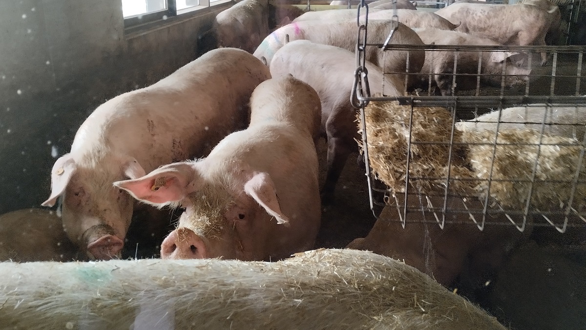 Egy belga j&oacute; gyakorlat a fenntarthat&oacute; sert&eacute;start&aacute;sra &ndash; K&ouml;rforg&aacute;sos, innovat&iacute;v &eacute;s &iacute;zletes