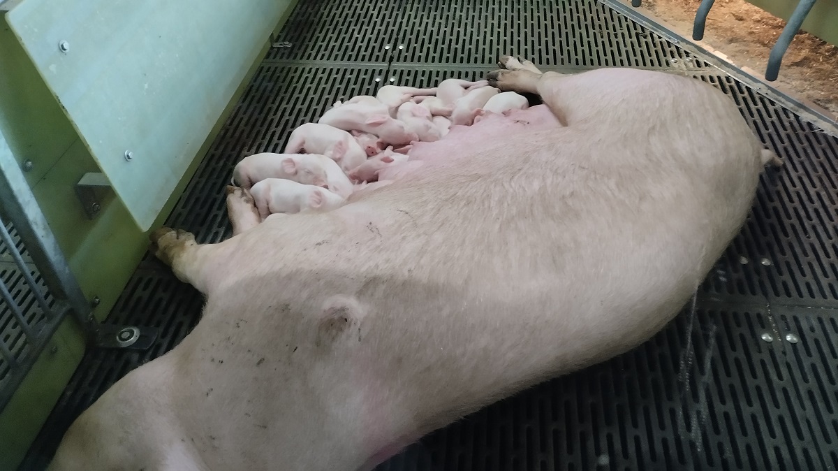 Egy belga j&oacute; gyakorlat a fenntarthat&oacute; sert&eacute;start&aacute;sra &ndash; K&ouml;rforg&aacute;sos, innovat&iacute;v &eacute;s &iacute;zletes