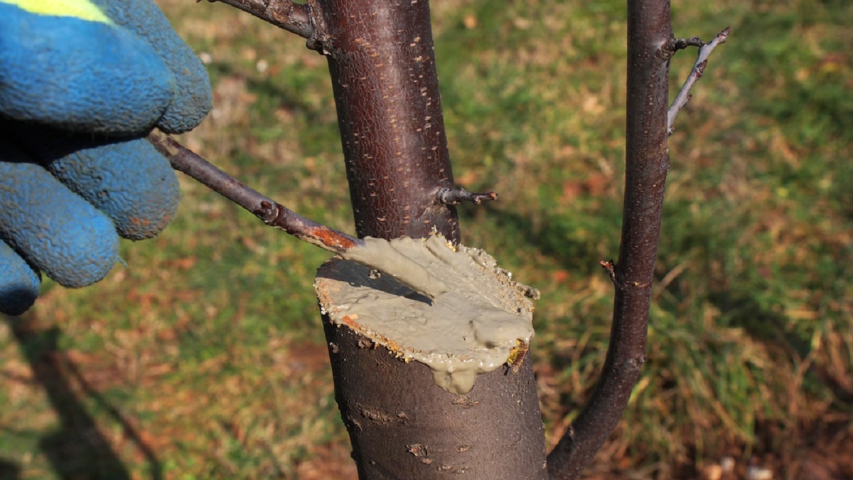 Gyümölcsfa sebkezelés házilag
