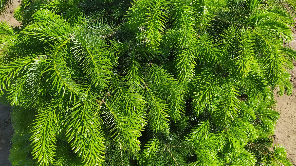 Ősszel a kertben &ndash; Felk&eacute;sz&uuml;l&eacute;s a t&eacute;li k&ouml;r&uuml;lm&eacute;nyekre &eacute;s a k&ouml;vetkező &eacute;vre