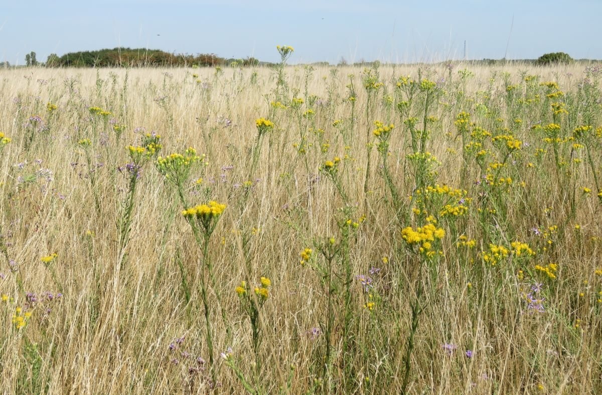A Kis-S&aacute;rr&eacute;ten &uacute;j termőhelyeken  is megjelent az aranyf&uuml;rt