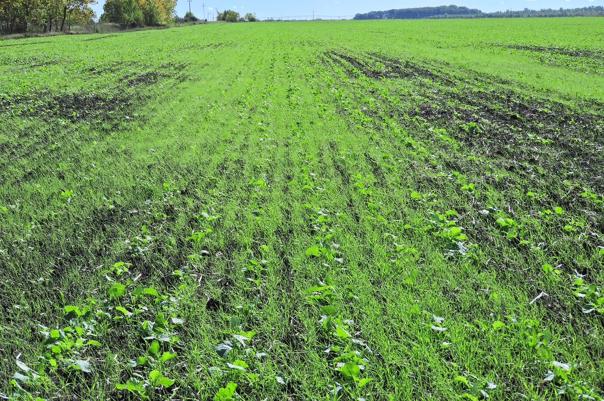 Kih&iacute;v&aacute;sok a repce őszi gyomirt&aacute;s&aacute;ban