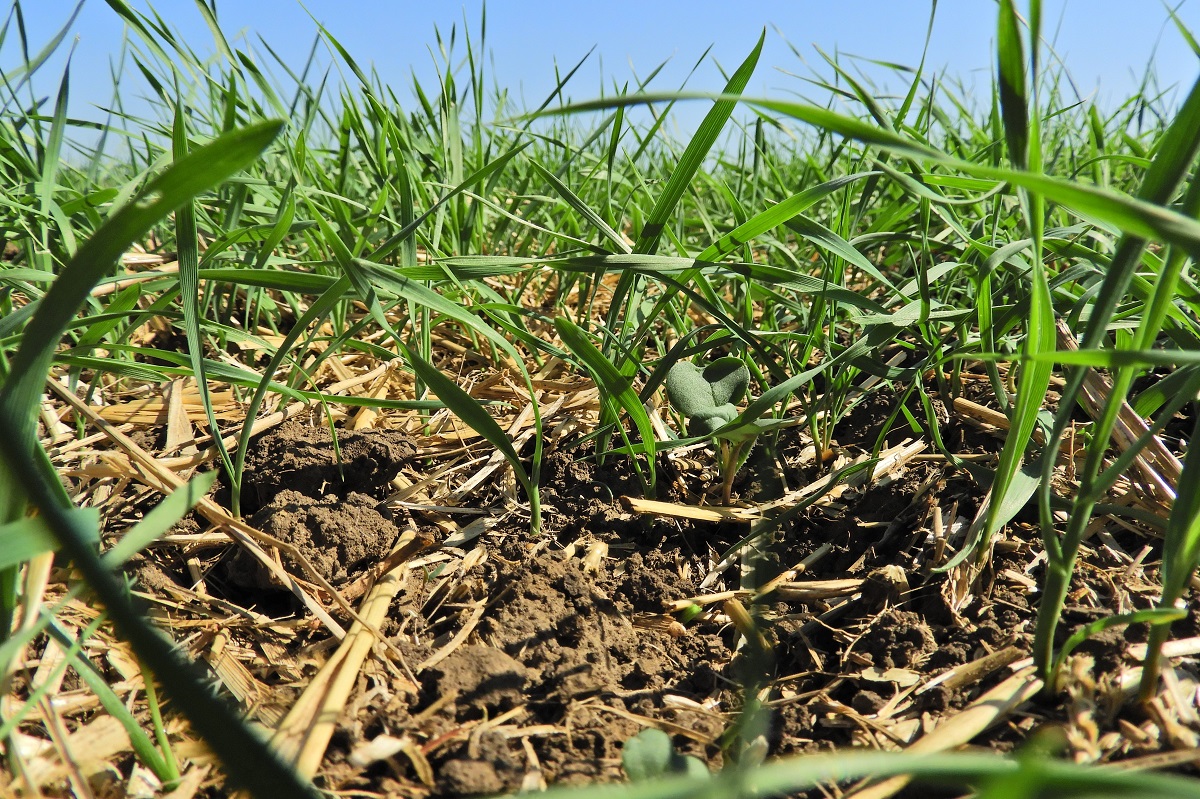 Kih&iacute;v&aacute;sok a repce őszi gyomirt&aacute;s&aacute;ban