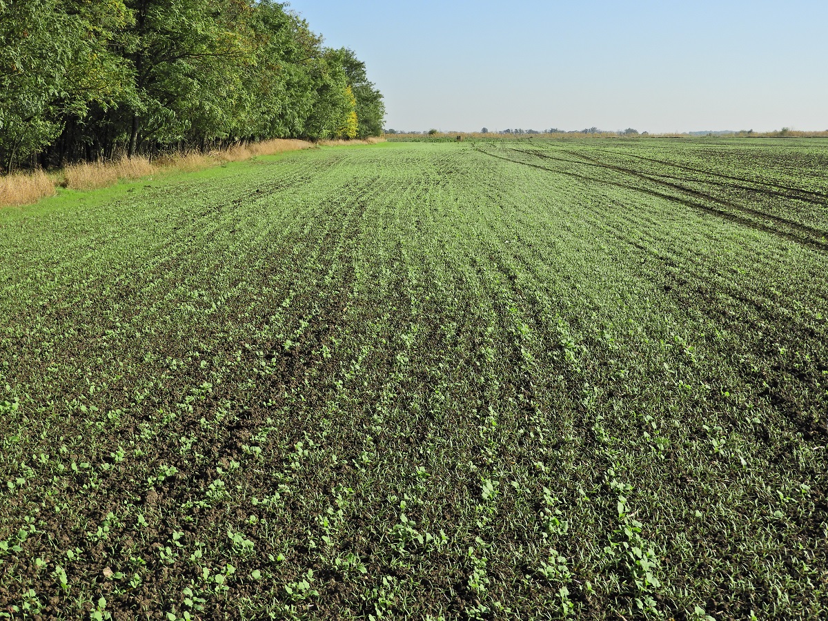 Kih&iacute;v&aacute;sok a repce őszi gyomirt&aacute;s&aacute;ban