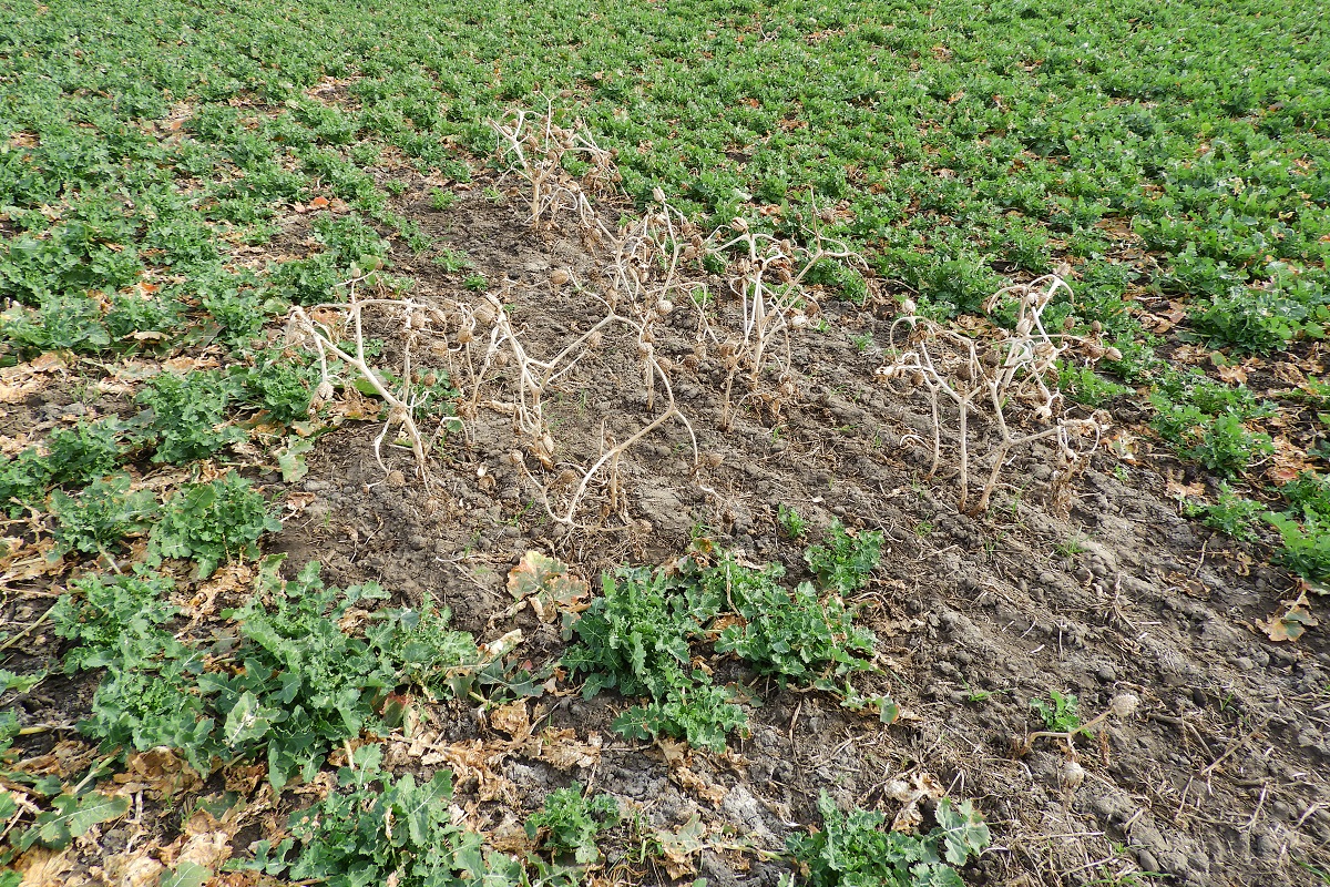 Kih&iacute;v&aacute;sok a repce őszi gyomirt&aacute;s&aacute;ban