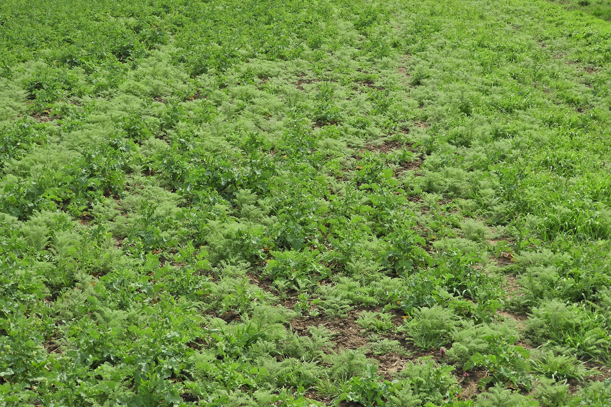 Kih&iacute;v&aacute;sok a repce őszi gyomirt&aacute;s&aacute;ban