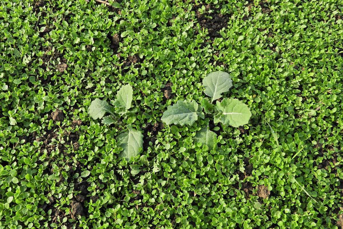 Kih&iacute;v&aacute;sok a repce őszi gyomirt&aacute;s&aacute;ban