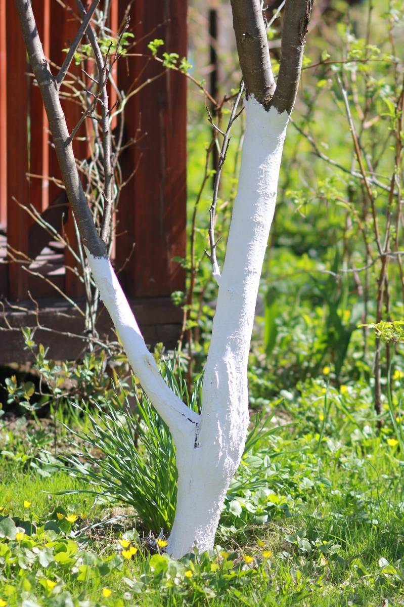 Ősszel a kertben &ndash; Felk&eacute;sz&uuml;l&eacute;s a t&eacute;li k&ouml;r&uuml;lm&eacute;nyekre &eacute;s a k&ouml;vetkező &eacute;vre