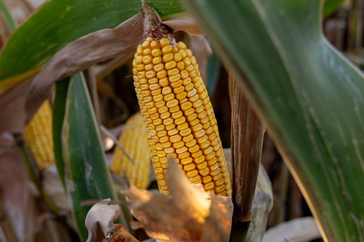 Befejeződ&ouml;tt a betakar&iacute;t&aacute;si szezon a Corteva szarvasi vetőmag &uuml;zem&eacute;ben