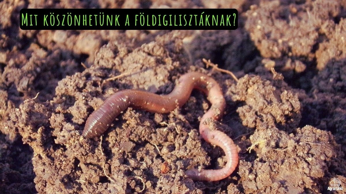 Mit köszönhetünk a földigilisztáknak?