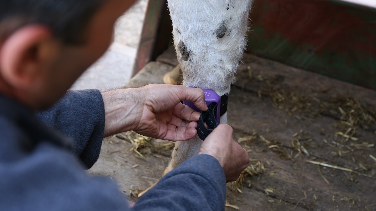 Innovat&iacute;v kutat&aacute;si m&oacute;dszerek a j&ouml;vő&aacute;ll&oacute; &aacute;llatteny&eacute;szt&eacute;s&eacute;rt