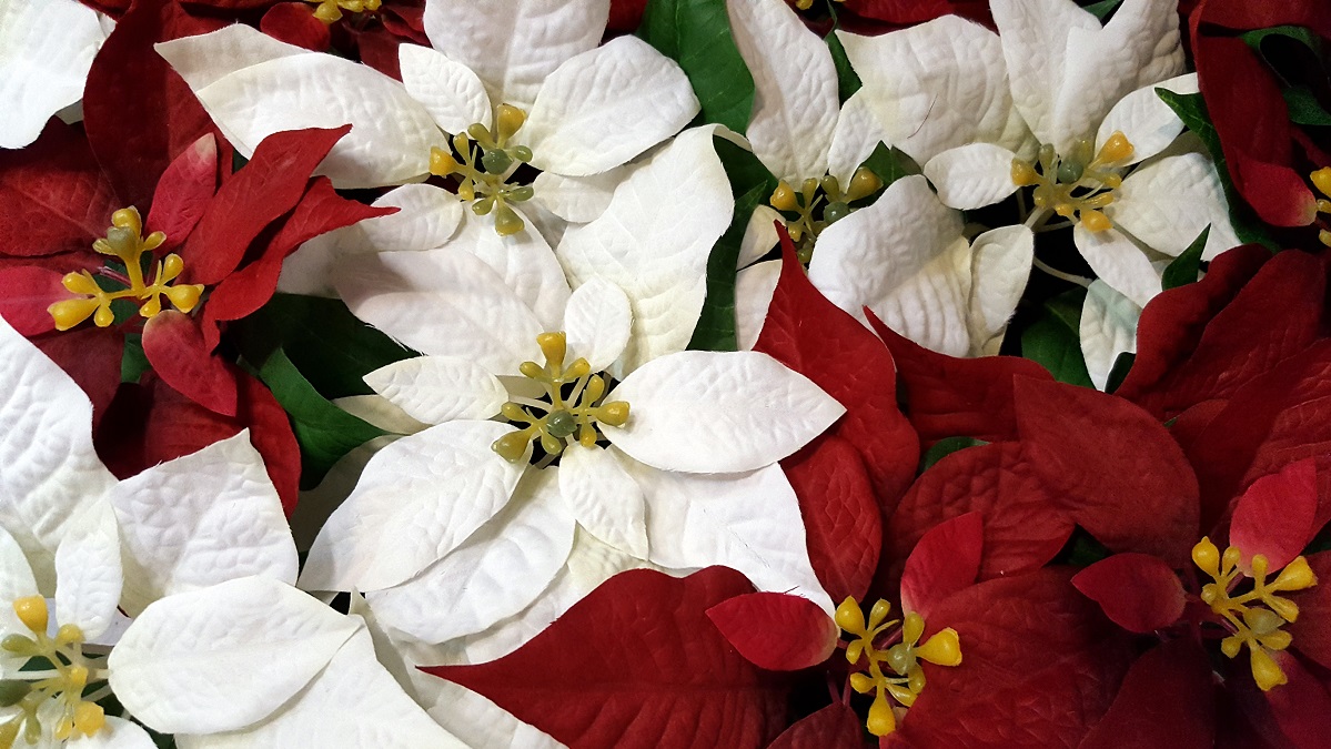 A mikulásvirág gondozása