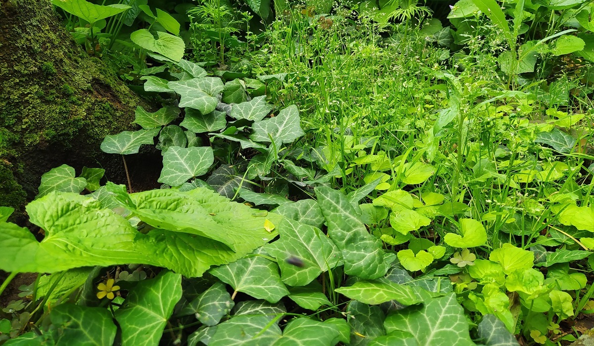 A NEM K&Iacute;V&Aacute;NT BOROSTY&Aacute;N KIIRT&Aacute;SA