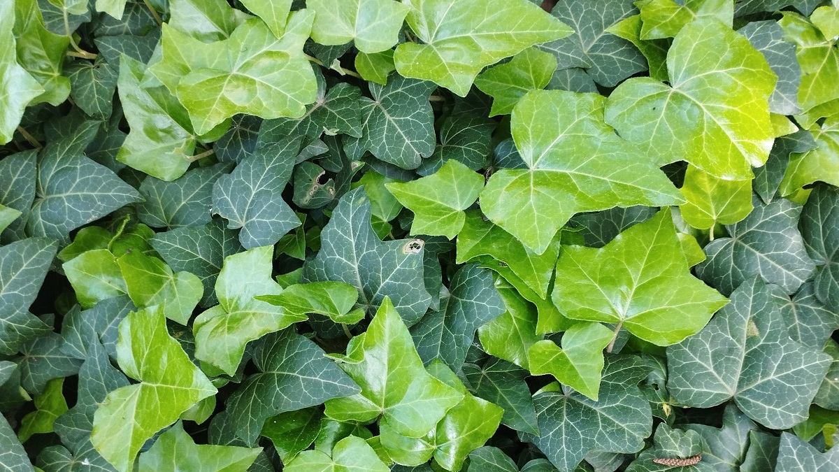 A NEM KÍVÁNT BOROSTYÁN KIIRTÁSA