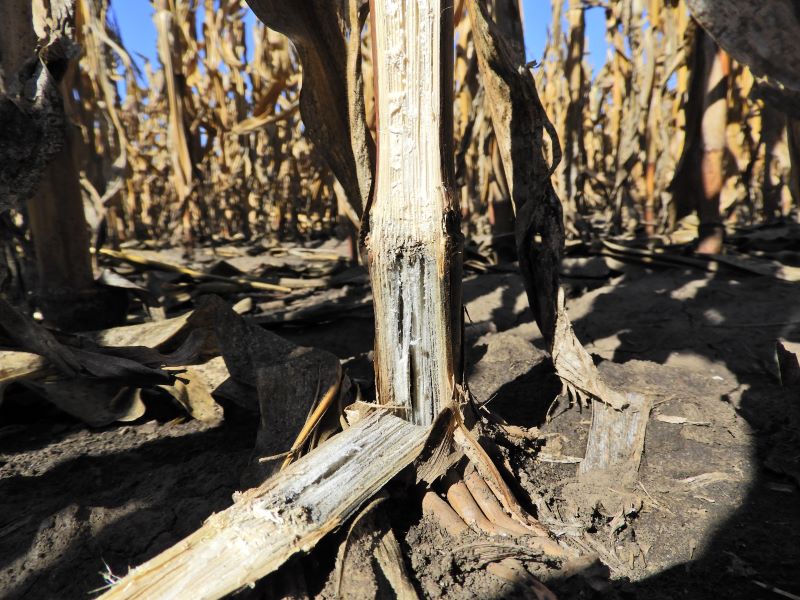 hamusz&uuml;rke sz&aacute;rkorhad&aacute;s a kukoric&aacute;ban