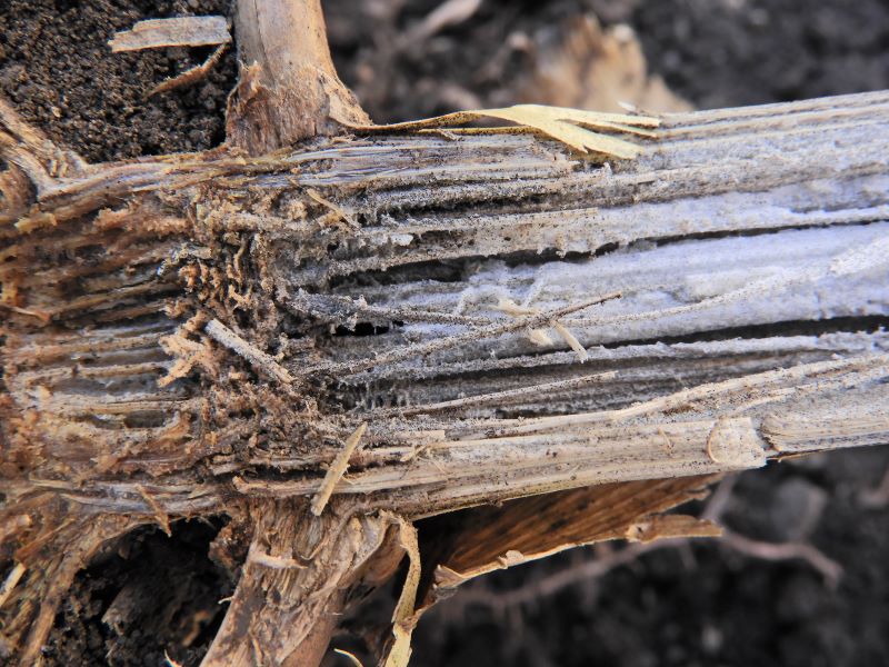 hamusz&uuml;rke sz&aacute;rkorhad&aacute;s