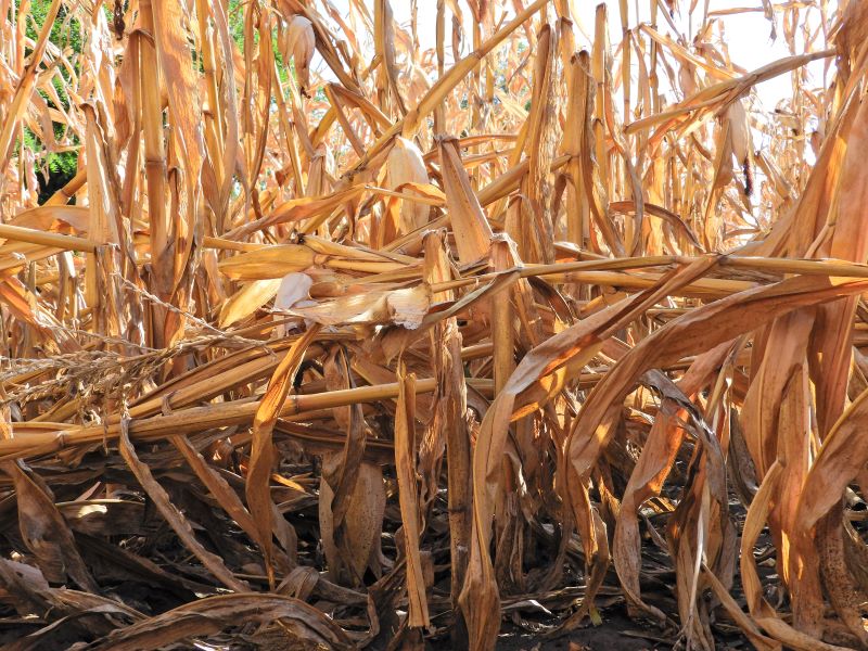 hamusz&uuml;rke sz&aacute;rkorhad&aacute;s fertőz&eacute;s