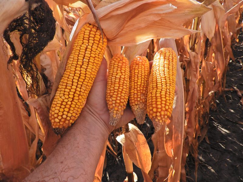 Macrophomina phaseolina t&uuml;nete