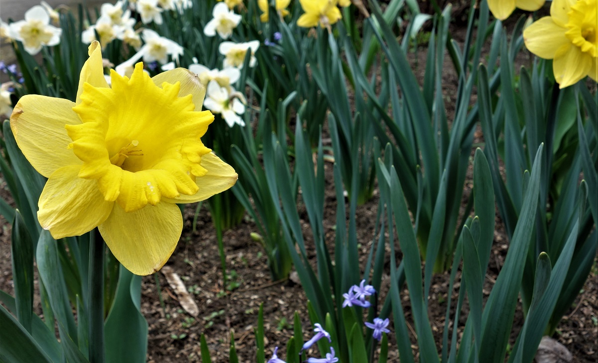 M&eacute;rgező n&ouml;v&eacute;nyek a kertben