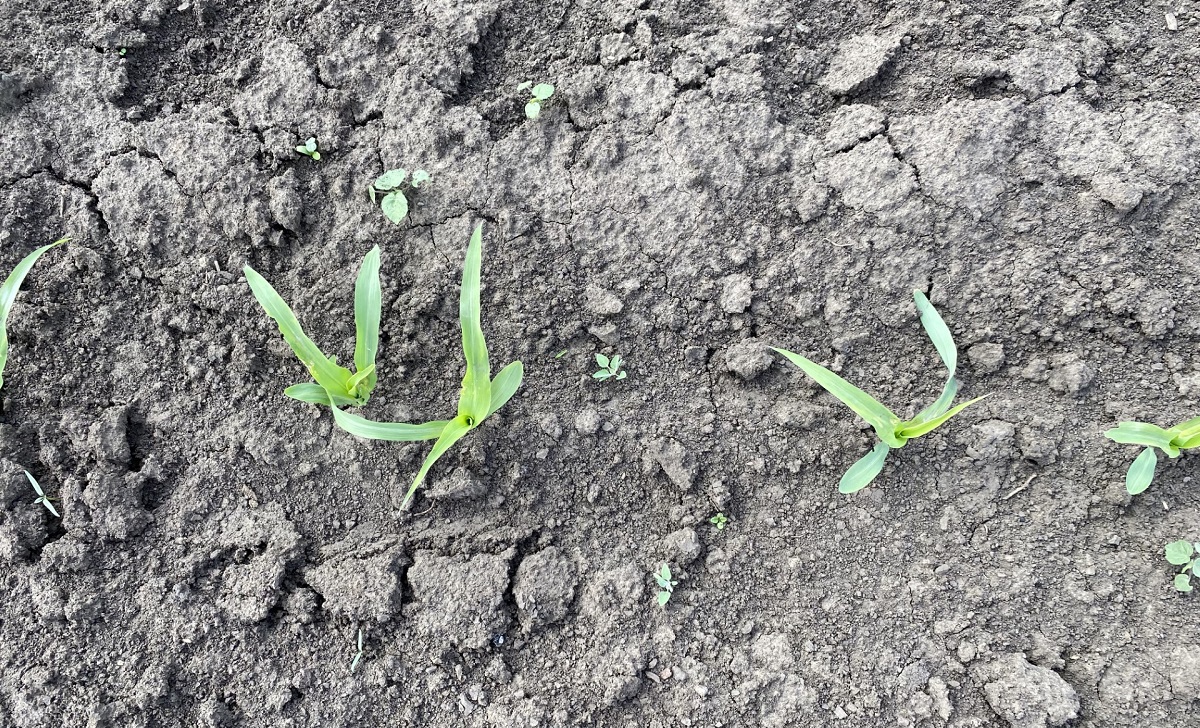 Flexibilis megold&aacute;s a kukorica-gyomirt&aacute;sban &ndash; V&aacute;ltoz&oacute; k&ouml;r&uuml;lm&eacute;nyek k&ouml;z&ouml;tt is minden elv&aacute;r&aacute;snak megfelel a Diniro&reg; Flex csomag