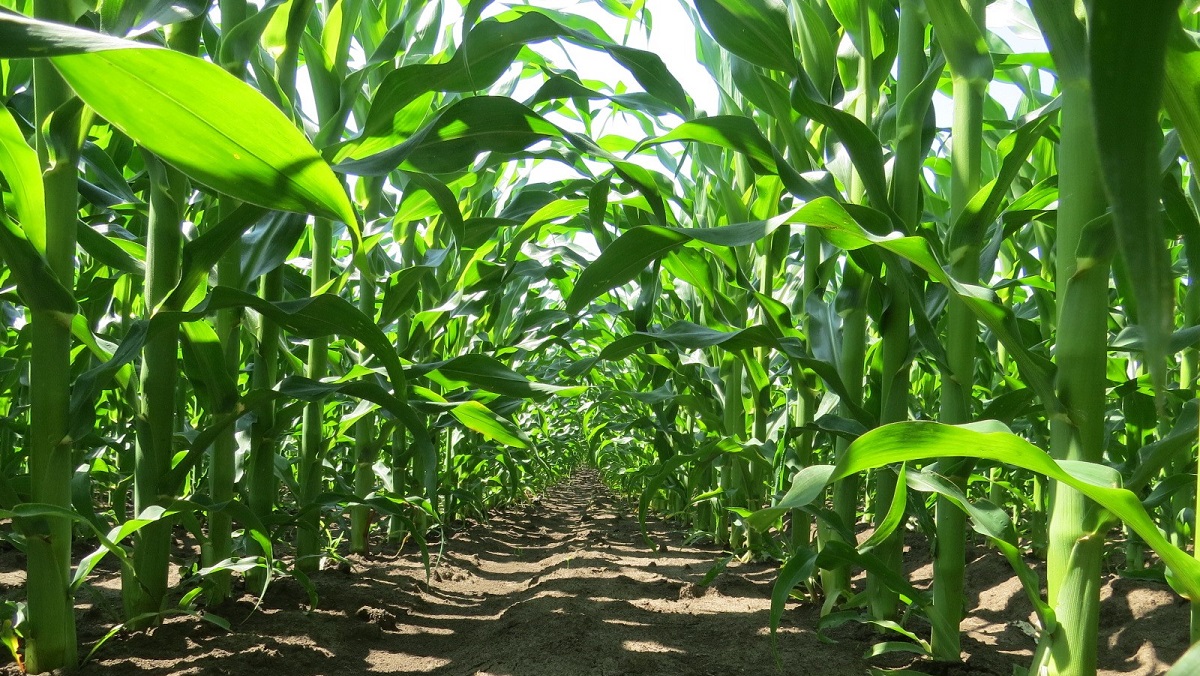 Flexibilis megold&aacute;s a kukorica-gyomirt&aacute;sban &ndash; V&aacute;ltoz&oacute; k&ouml;r&uuml;lm&eacute;nyek k&ouml;z&ouml;tt is minden elv&aacute;r&aacute;snak megfelel a Diniro&reg; Flex csomag