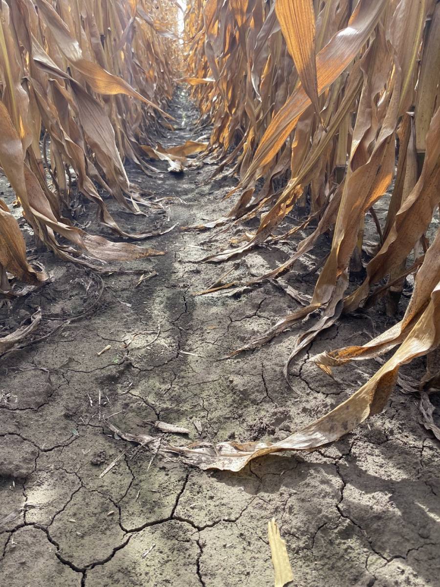 Flexibilis megold&aacute;s a kukorica-gyomirt&aacute;sban &ndash; V&aacute;ltoz&oacute; k&ouml;r&uuml;lm&eacute;nyek k&ouml;z&ouml;tt is minden elv&aacute;r&aacute;snak megfelel a Diniro&reg; Flex csomag