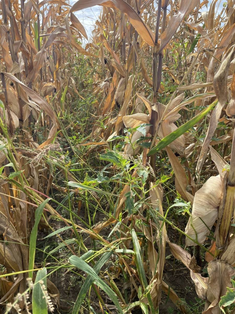 Flexibilis megold&aacute;s a kukorica-gyomirt&aacute;sban &ndash; V&aacute;ltoz&oacute; k&ouml;r&uuml;lm&eacute;nyek k&ouml;z&ouml;tt is minden elv&aacute;r&aacute;snak megfelel a Diniro&reg; Flex csomag