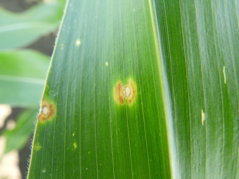 Kabatiell&aacute;s szemfoltoss&aacute;g kukoric&aacute;ban