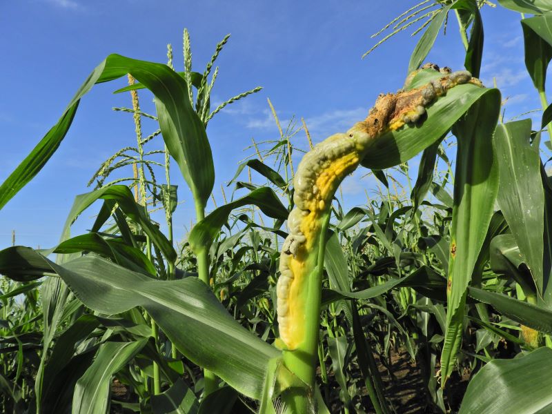 Golyv&aacute;s&uuml;sz&ouml;g t&uuml;netei a lombozaton